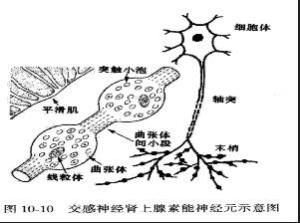 腎上腺素能神經