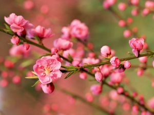 桃花源[湖南省常德市]