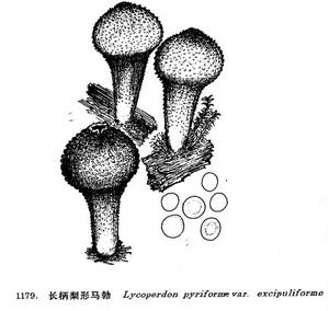 長柄梨形馬勃