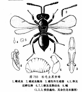 松毛蟲黑卵蜂