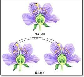 自花授粉