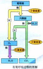 有氧呼吸圖解