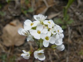 山菥蓂