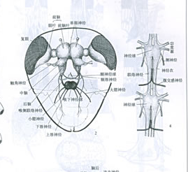 周堯昆蟲圖集