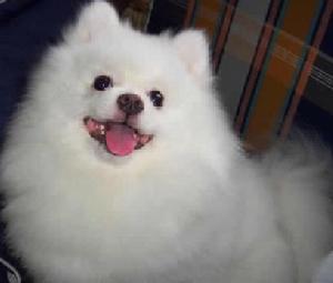 Pomeranian dog