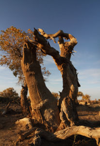 Populus euphratica