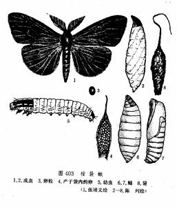 桉袋蛾成蟲、幼蟲、蛹、卵圖