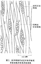 維管形成層