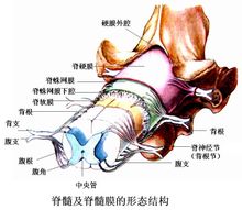 中樞神經系統