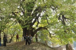 安陸古銀杏國家森林公園