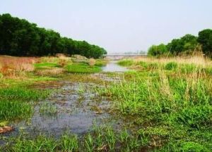 丹鳳丹江國家濕地公園