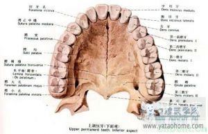 上牙切牙示意圖