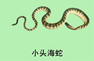 （圖）小頭海蛇