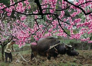 （圖）桃花源裡面的桃源老人