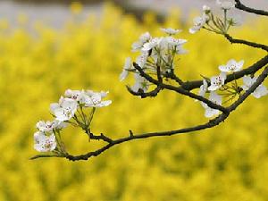 （圖）北京八大春遊賞花去處