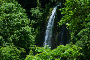 喇叭河森林公園