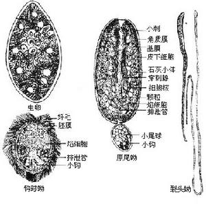 克氏假裸頭絛蟲病