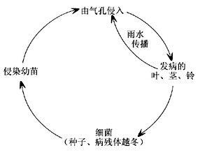 病害循環