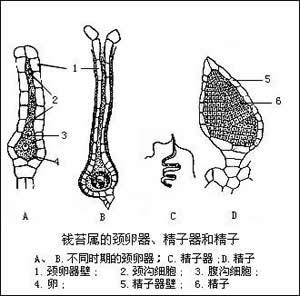 頸卵器