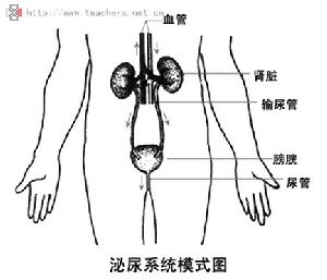 哮喘性肺嗜酸粒細胞浸潤症