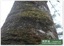 森林 瀑布 風景 山水 溪水 小河 山峰 雪景