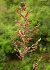 粗芒野古草