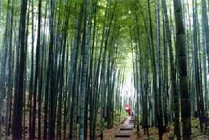 永川茶山竹海國家森林公園