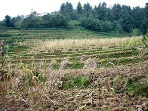 雞子坪村玉米種植