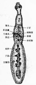 細拉棘球