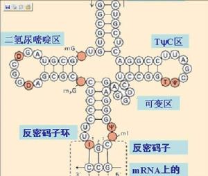 基因領域效應