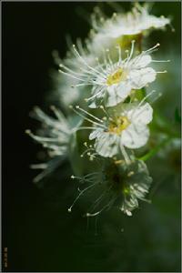 華北繡線菊