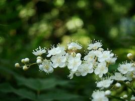 噴雪花