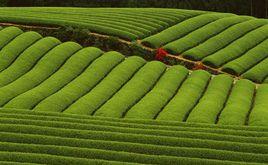 米倉山茶