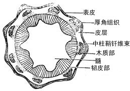 百蕊草