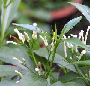 蘿芙木屬