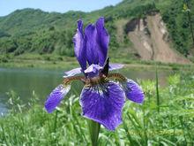 花香根鳶尾