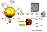 中國科學院上海生命科學研究院