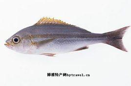 遠安西河魚