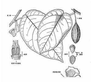 大囊馬兜鈴