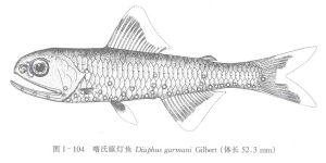 喀氏眶燈魚