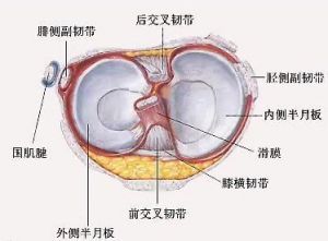 半月板