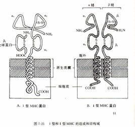 β2微球蛋白