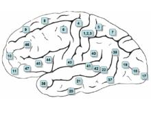 大腦半球外側面的Brodmann分區