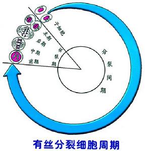 細胞周期