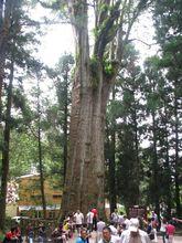 阿里山神木