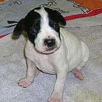 Pointer (dog breed)