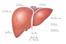 肝臟示意圖