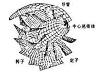 噴射推進器