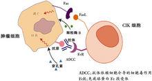 CIK細胞發揮作用的三種途徑