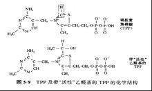 TPP[焦磷酸硫胺素]